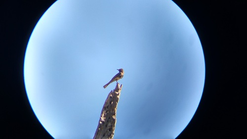 iNaturalist observation photo of Black Phoebe