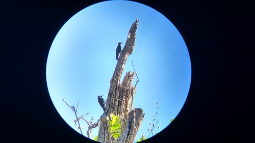 iNaturalist observation photo of planes
