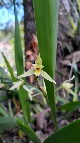 Image of Nidema boothii by no rights reserved