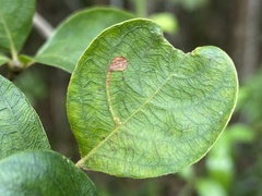 Leucoptera guettardella