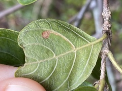 Leucoptera guettardella