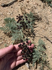 Lomatium mohavense
