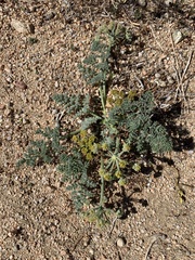 Lomatium mohavense