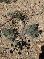 Lomatium mohavense