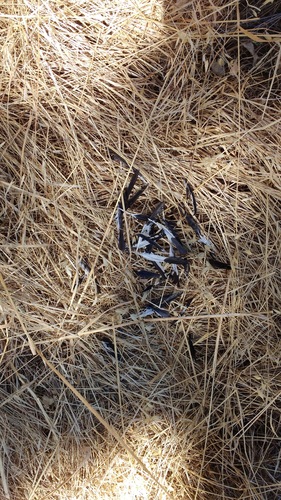 iNaturalist observation photo of grasses, sedges, cattails, and allies