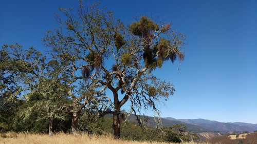 iNaturalist observation photo of oaks