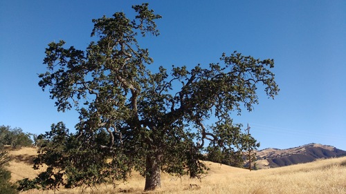 iNaturalist observation photo of oaks