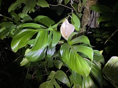 Monstera dissecta