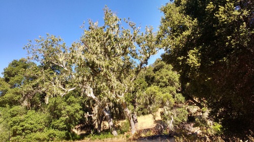 iNaturalist observation photo of lace lichen