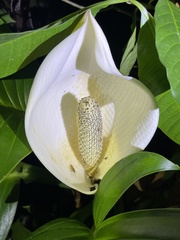Monstera dissecta