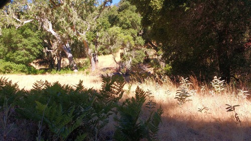 iNaturalist observation photo of Hairy brackenfern