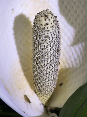 Monstera dissecta