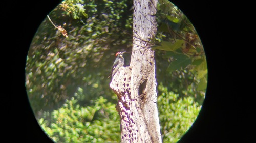 iNaturalist observation photo of Acorn Woodpecker