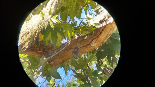 iNaturalist observation photo of lace lichen
