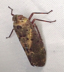 Copidocephala viridiguttata