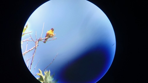 iNaturalist observation photo of Black-headed Grosbeak