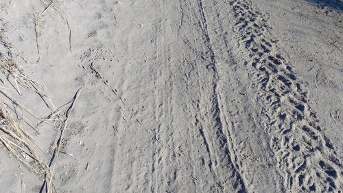 iNaturalist observation photo of Lizards