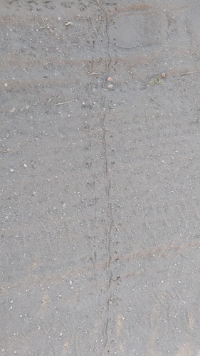iNaturalist observation photo of Lizards