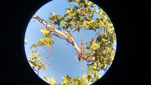 iNaturalist observation photo of planes