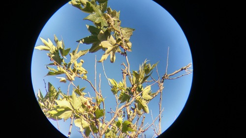iNaturalist observation photo of planes