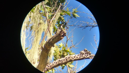 iNaturalist observation photo of lace lichen