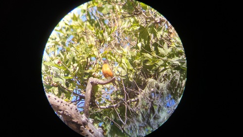 iNaturalist observation photo of planes
