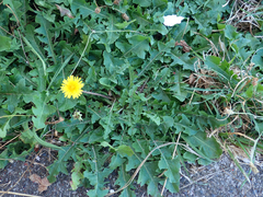 Taraxacum horridifrons