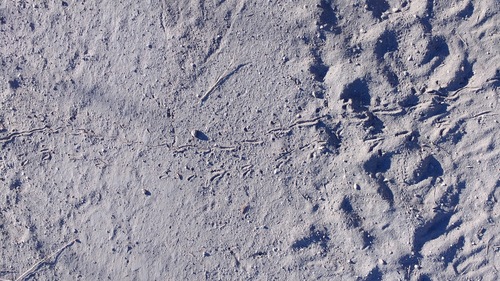 iNaturalist observation photo of Lizards
