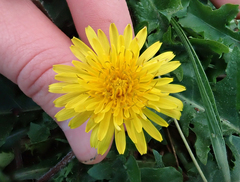 Taraxacum horridifrons