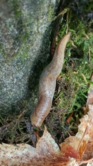 Prophysaon foliolatum