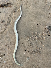 Hydrophis schistosus