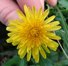 Taraxacum horridifrons