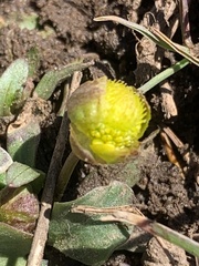 Ranunculus jovis