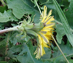 Taraxacum horridifrons