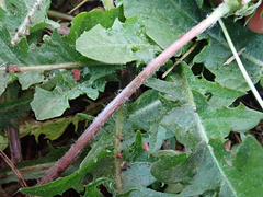 Taraxacum horridifrons