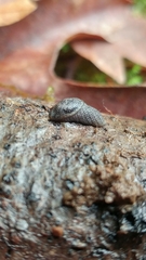 Prophysaon dubium