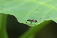 Idiella