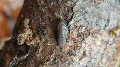 Prophysaon dubium