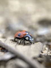 Coccinella septempunctata