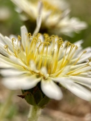 Taraxacum albidum