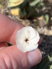 Linanthus dichotomus