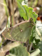 Colias poliographus