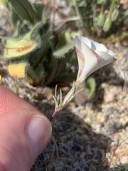 Linanthus dichotomus