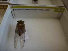 Fidicinoides determinata