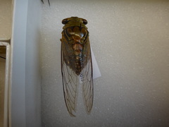 Fidicinoides determinata