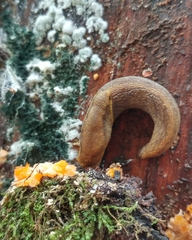 Prophysaon foliolatum