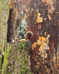 Prophysaon foliolatum