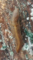 Prophysaon foliolatum