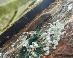 Prophysaon foliolatum