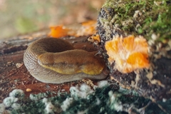 Prophysaon foliolatum